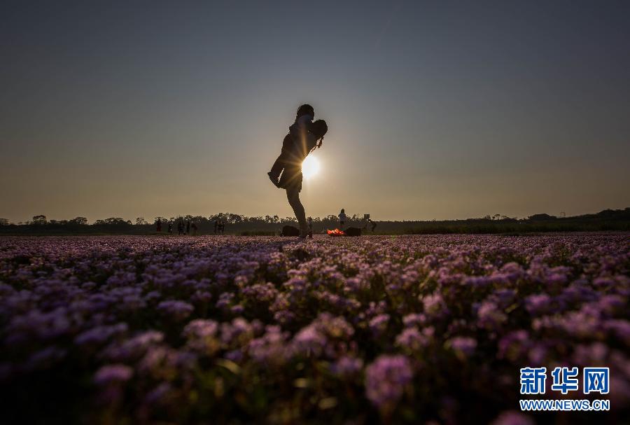 Un océan de fleurs sur les rives du lac Poyang