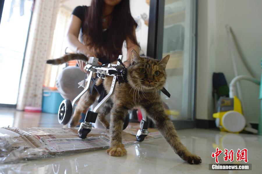 Une jeune chinoise construit un fauteuil roulant pour un chat handicapé
