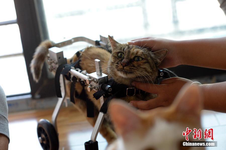 Une jeune chinoise construit un fauteuil roulant pour un chat handicapé
