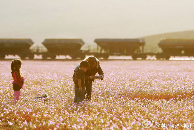 Chili : des fleurs dans le désert le plus sec du monde