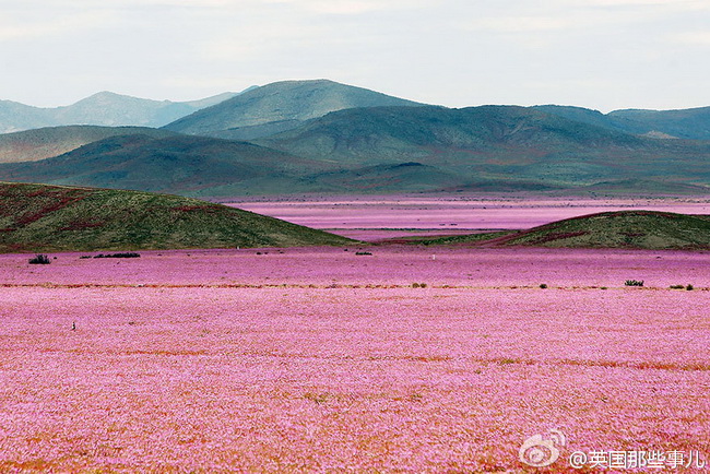 Chili : des fleurs dans le désert le plus sec du monde