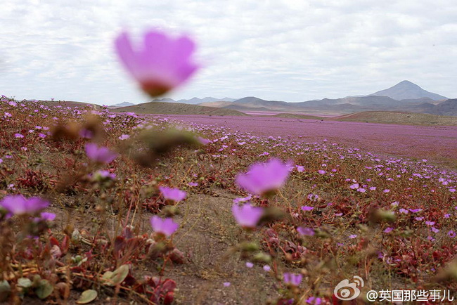 Chili : des fleurs dans le désert le plus sec du monde