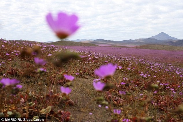 Le désert chilien d'Atacama transformé en mer de fleurs par la pluie