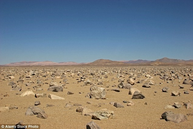 Le désert chilien d'Atacama transformé en mer de fleurs par la pluie