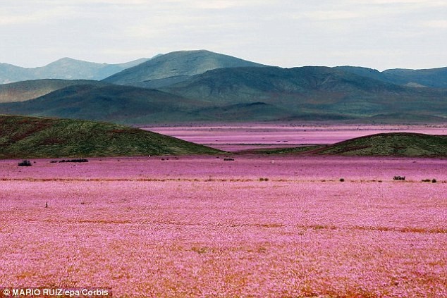 Le désert chilien d'Atacama transformé en mer de fleurs par la pluie