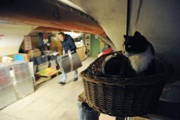 Au Musée de l'Ermitage, les chats tiennent compagnie aux chefs d'?uvre