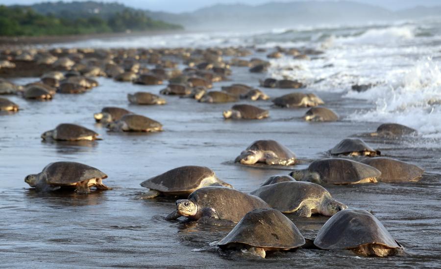 Costa Rica : des milliers de tortues viennent pondre le long des c?tes 