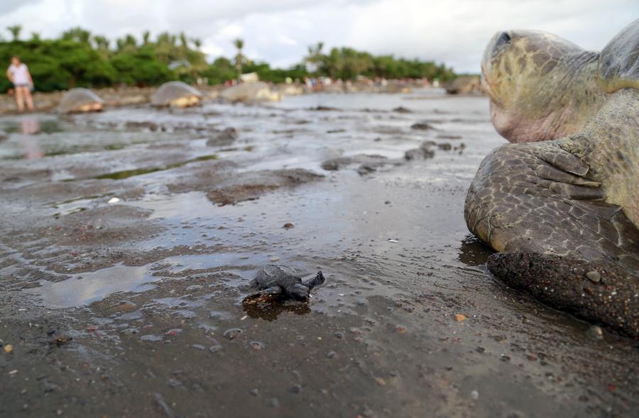 Costa Rica : des milliers de tortues viennent pondre le long des c?tes 