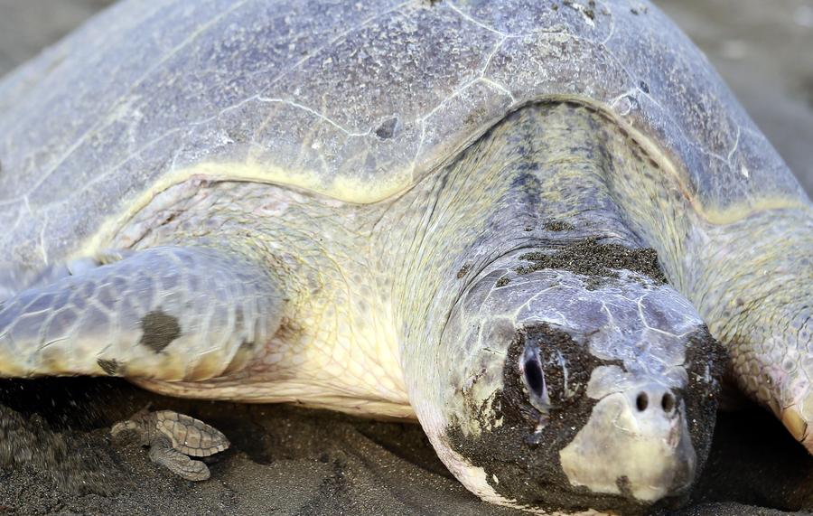 Costa Rica : des milliers de tortues viennent pondre le long des c?tes 