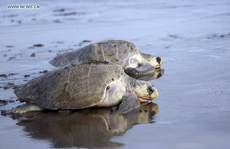 Costa Rica : des milliers de tortues viennent pondre le long des c?tes 