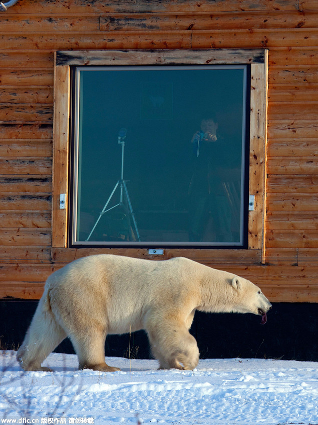 Défense d’entrer : un ours polaire en colère