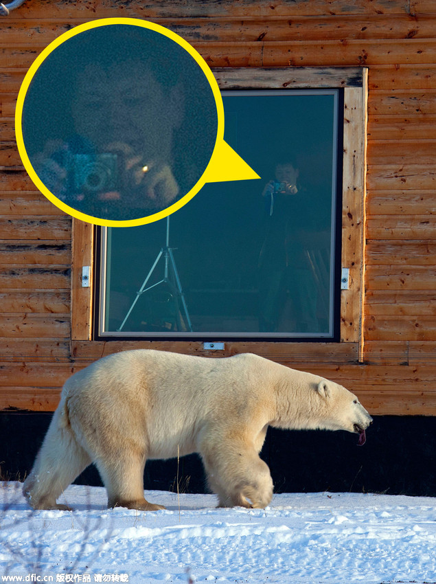 Défense d’entrer : un ours polaire en colère