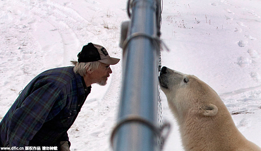 Défense d’entrer : un ours polaire en colère