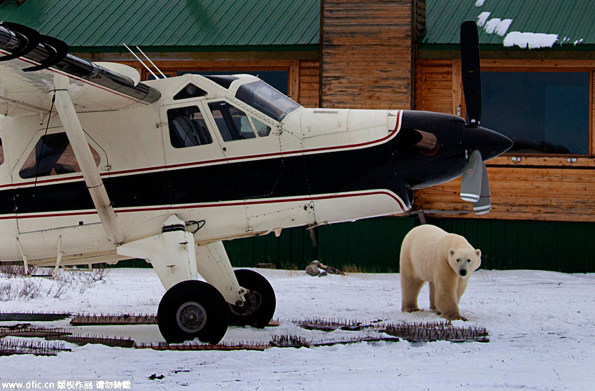 Défense d’entrer : un ours polaire en colère