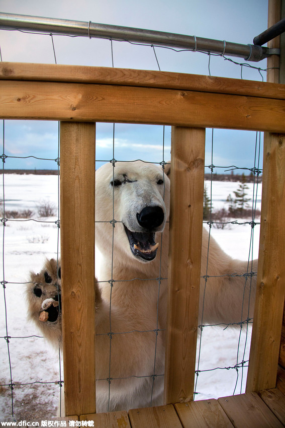 Défense d’entrer : un ours polaire en colère