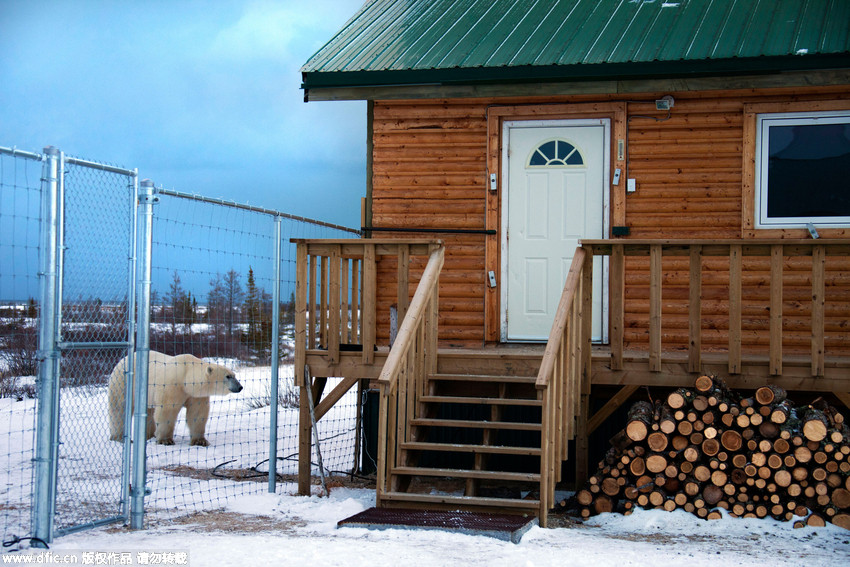 Défense d’entrer : un ours polaire en colère