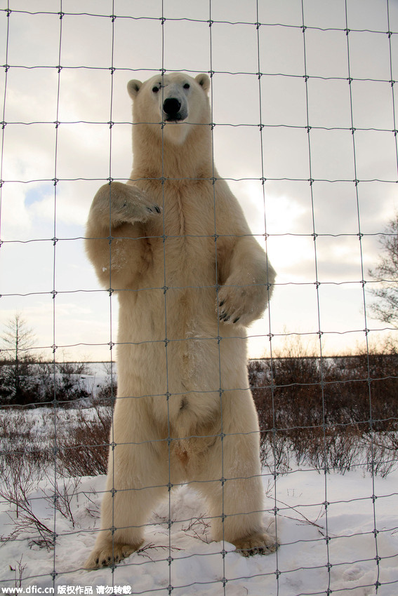 Défense d’entrer : un ours polaire en colère