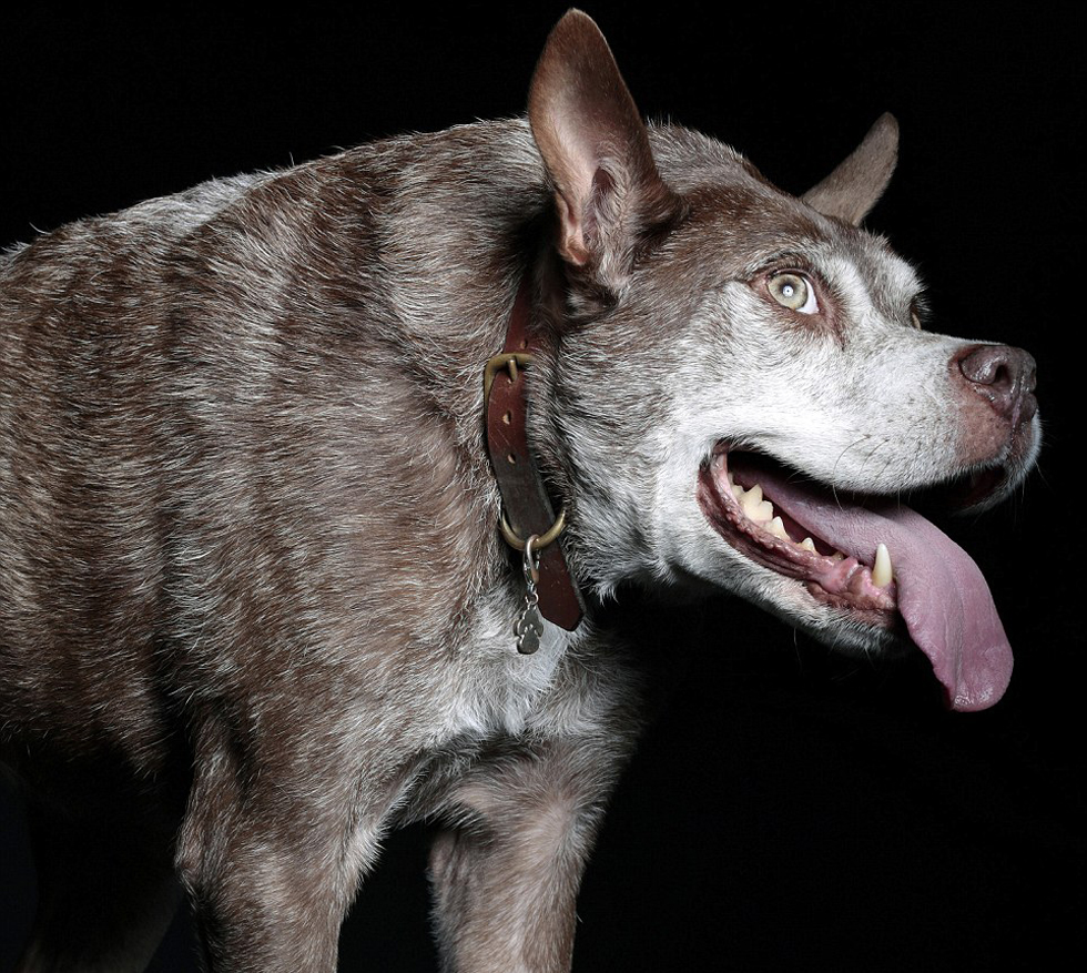 Les portraits des chiens les plus laids du monde, une autre conception de la beauté