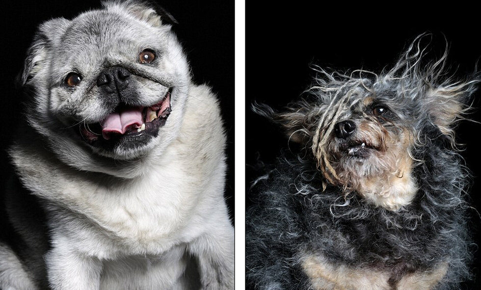 Les portraits des chiens les plus laids du monde, une autre conception de la beauté