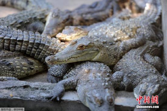 L'Indonésie envisage de construire une prison gardée par des crocodiles, des tigres et des piranhas