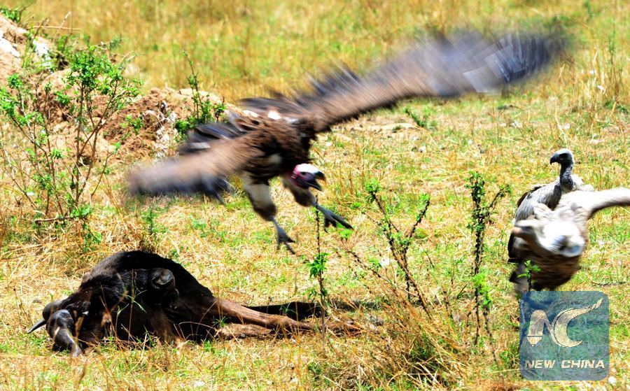 Six vautours d'Afrique menacés d'extinction