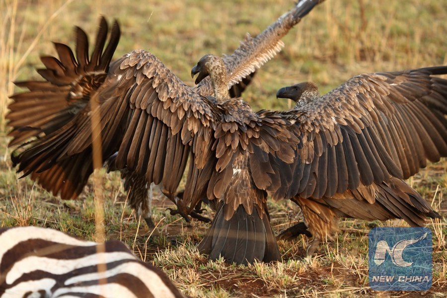 Six vautours d'Afrique menacés d'extinction