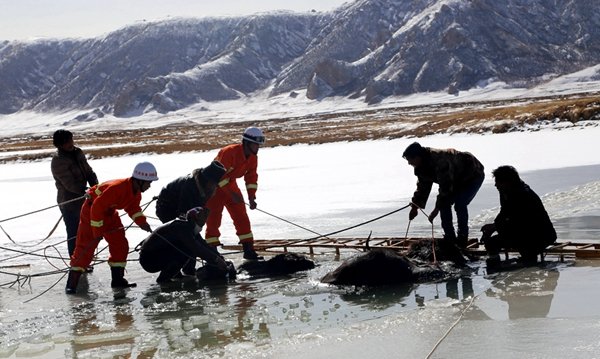 Qinghai : une vingtaine de yacks périssent dans un lac gelé