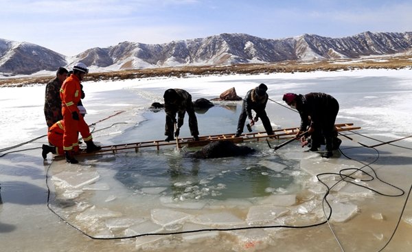 Qinghai : une vingtaine de yacks périssent dans un lac gelé