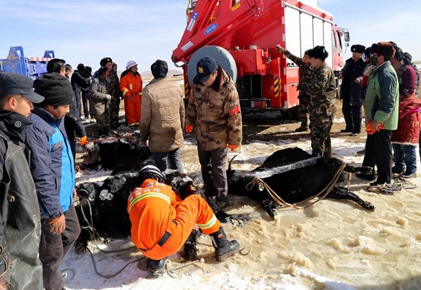 Qinghai : une vingtaine de yacks périssent dans un lac gelé