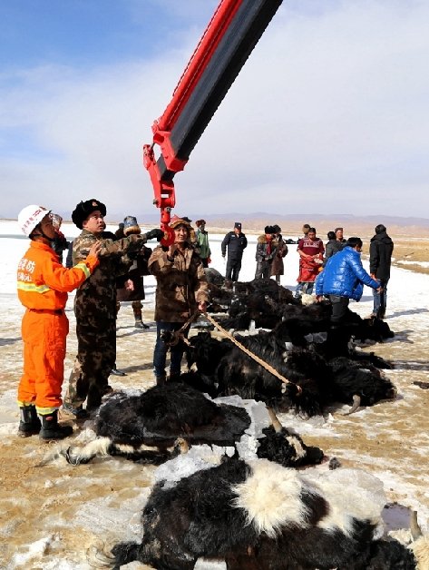 Qinghai : une vingtaine de yacks périssent dans un lac gelé