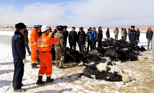 Qinghai : une vingtaine de yacks périssent dans un lac gelé