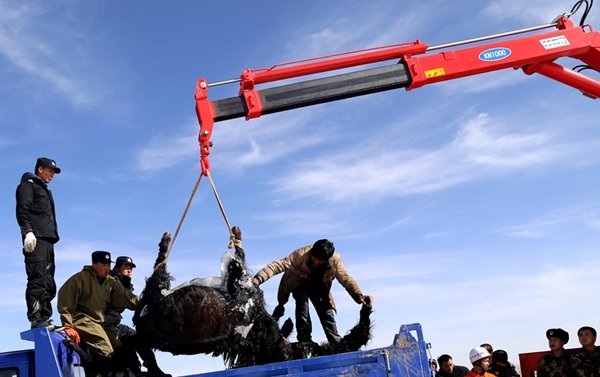 Qinghai : une vingtaine de yacks périssent dans un lac gelé