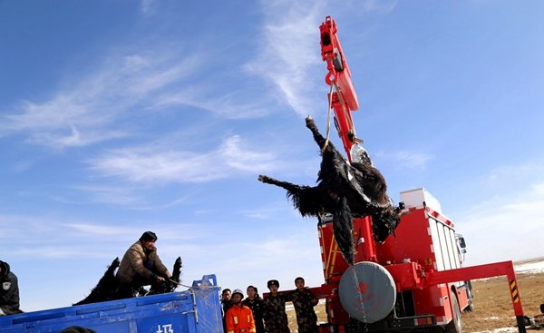 Qinghai : une vingtaine de yacks périssent dans un lac gelé