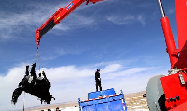 Qinghai : une vingtaine de yacks périssent dans un lac gelé