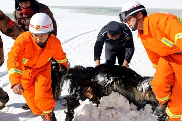 Qinghai : une vingtaine de yacks périssent dans un lac gelé