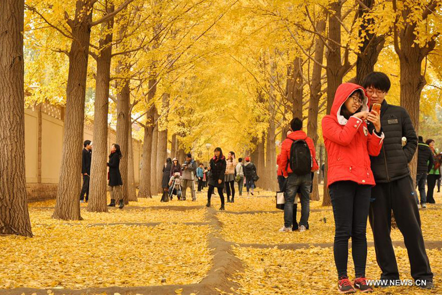 Les dernières feuilles de Ginkgo pour accueillir la nouvelle saison