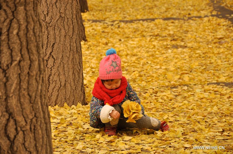 Les dernières feuilles de Ginkgo pour accueillir la nouvelle saison