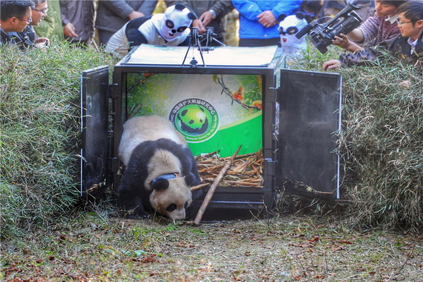 Sichuan : un cinquième panda relaché dans la nature