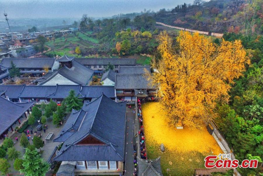 Le tapis doré des feuilles d'un gingko vieux de 4000 ans en Chine