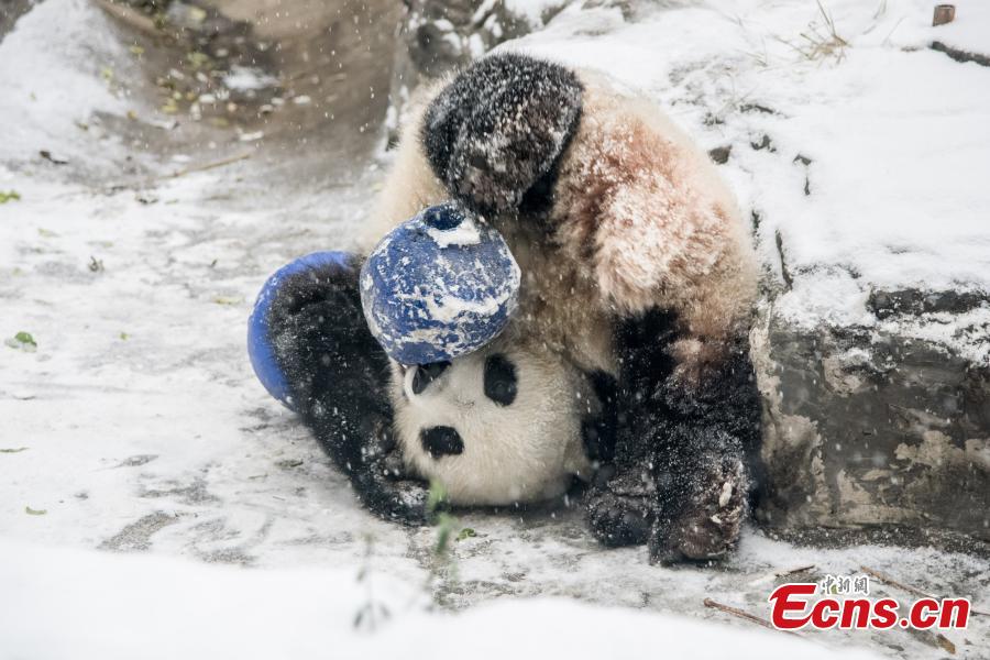 Les pandas go?tent aux joies de la neige au Zoo de Beijing