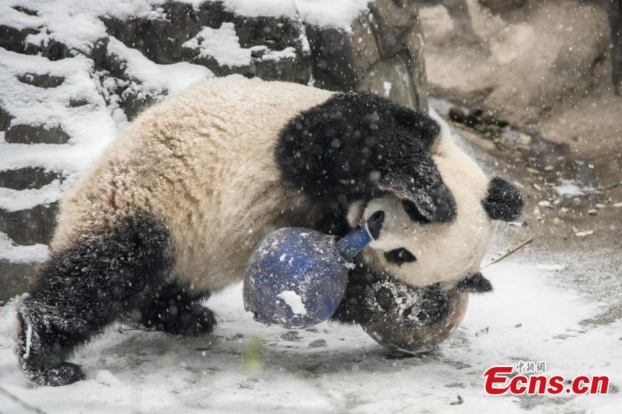 Les pandas go?tent aux joies de la neige au Zoo de Beijing