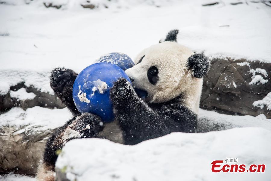 Les pandas go?tent aux joies de la neige au Zoo de Beijing