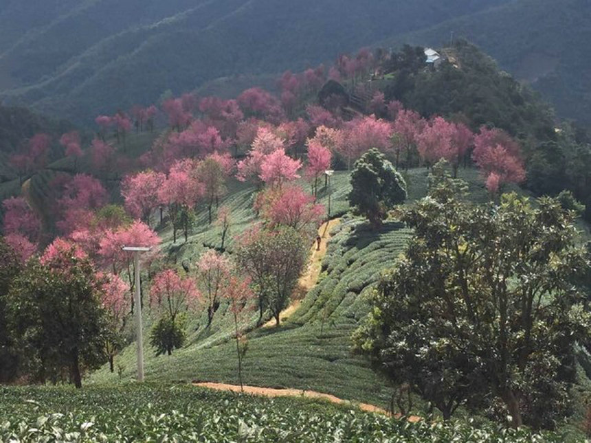 Arbres roses et paysages enchanteurs du printemps au Yunnan