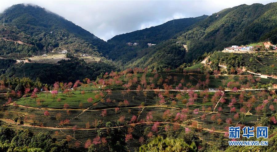 Arbres roses et paysages enchanteurs du printemps au Yunnan