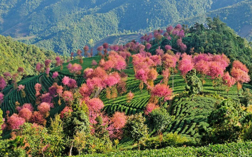 Arbres roses et paysages enchanteurs du printemps au Yunnan