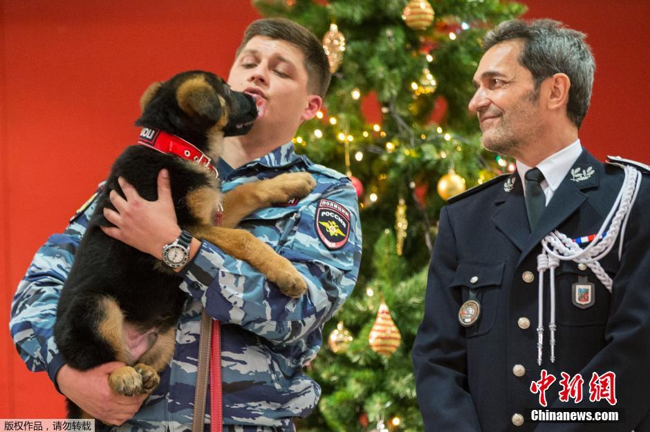 Russie: un chiot policier offert à la France pour remplacer Diesel 