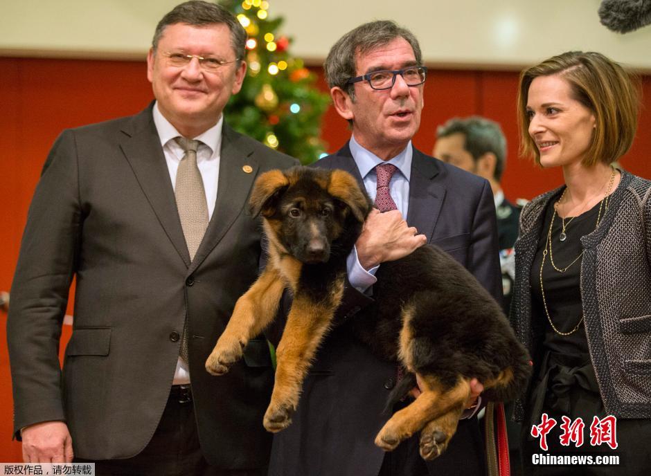 Russie: un chiot policier offert à la France pour remplacer Diesel 