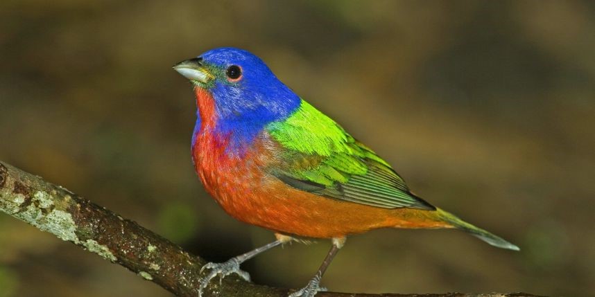 Apparition d'un très rare oiseau multicolore en plein c?ur de New York