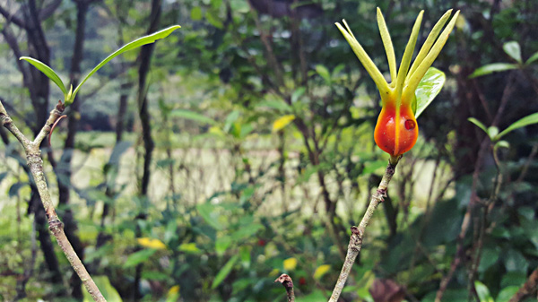 Jiangxi : la biodiversité de la ?Gentleman Valley?