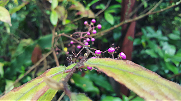 Jiangxi : la biodiversité de la ?Gentleman Valley?